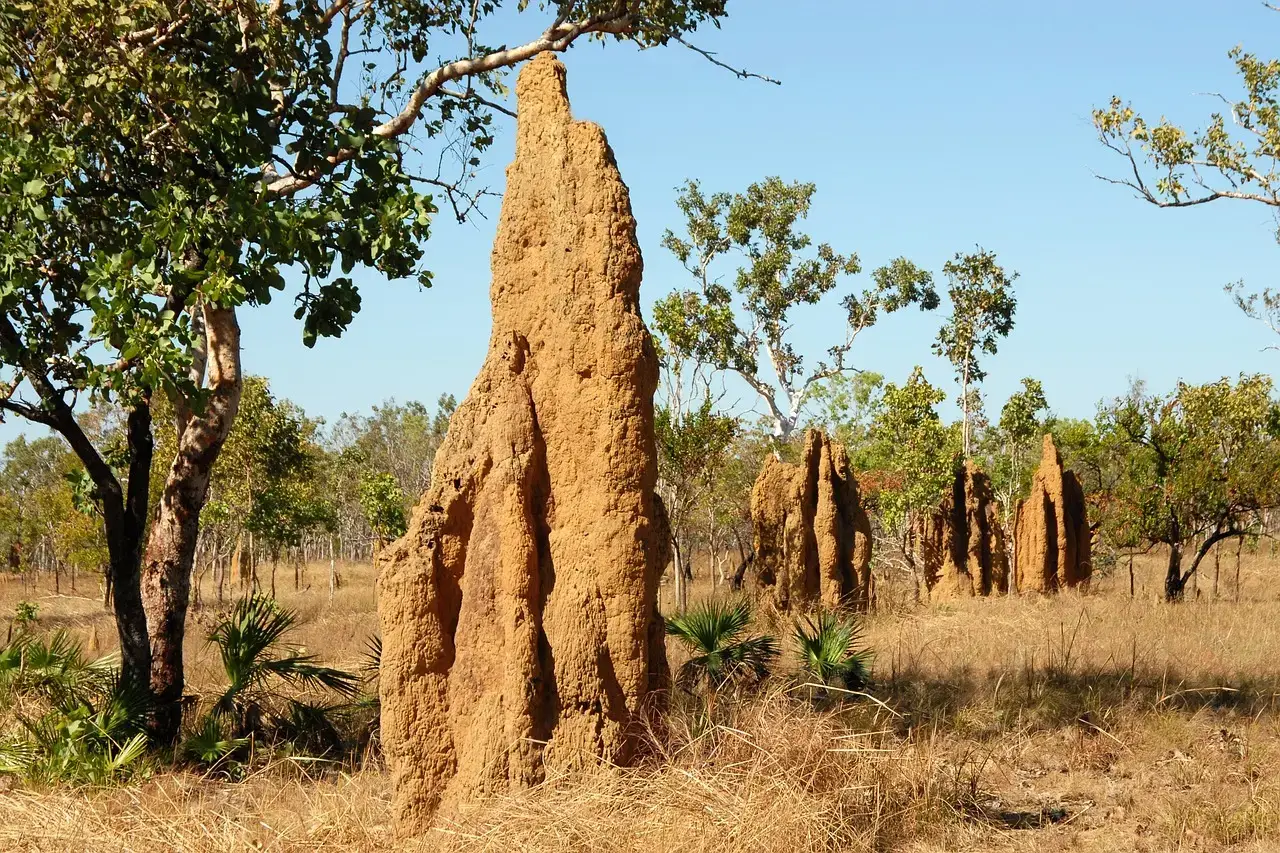 The termite terror: Why traditional treatments are failing in 2026