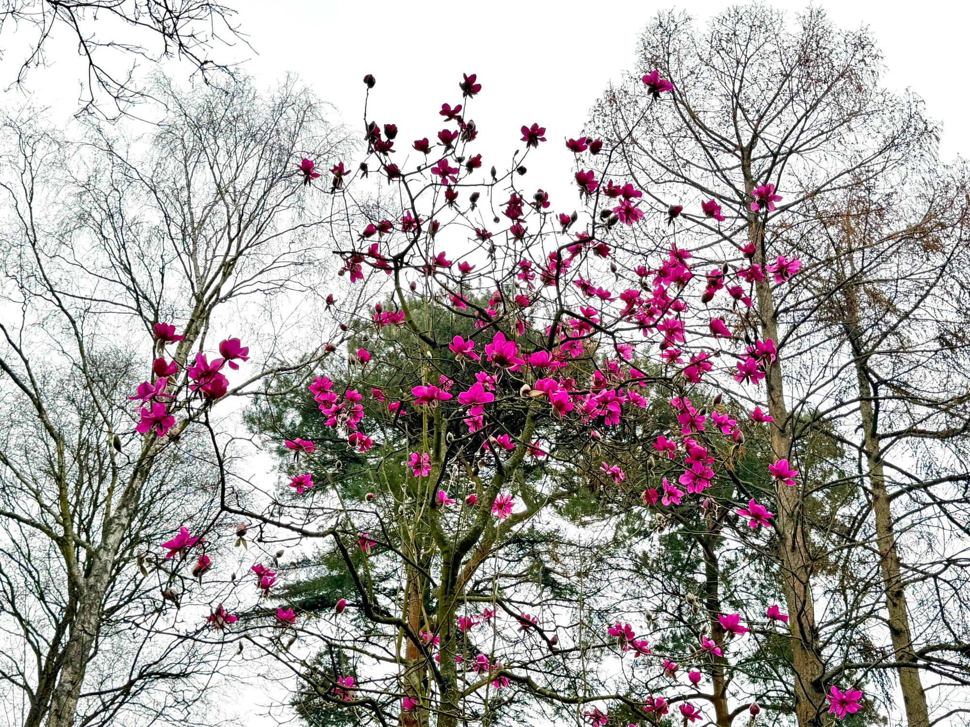 Magnolia with flowers the size of dinner plates comes into bloom