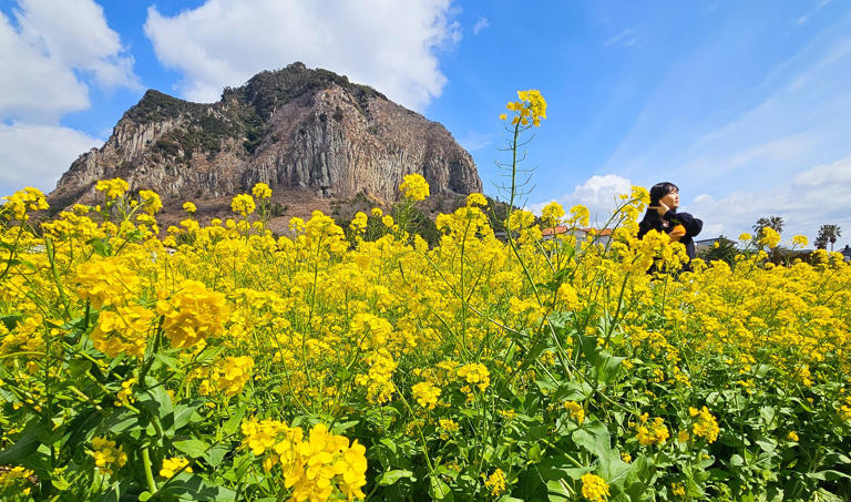 Spring whispers arrive gradually across South Korea