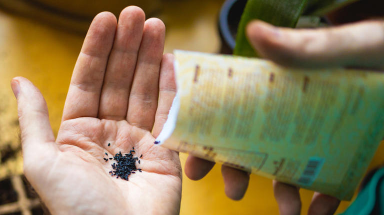 No pricey tools needed — the affordable essential you can start seeds in