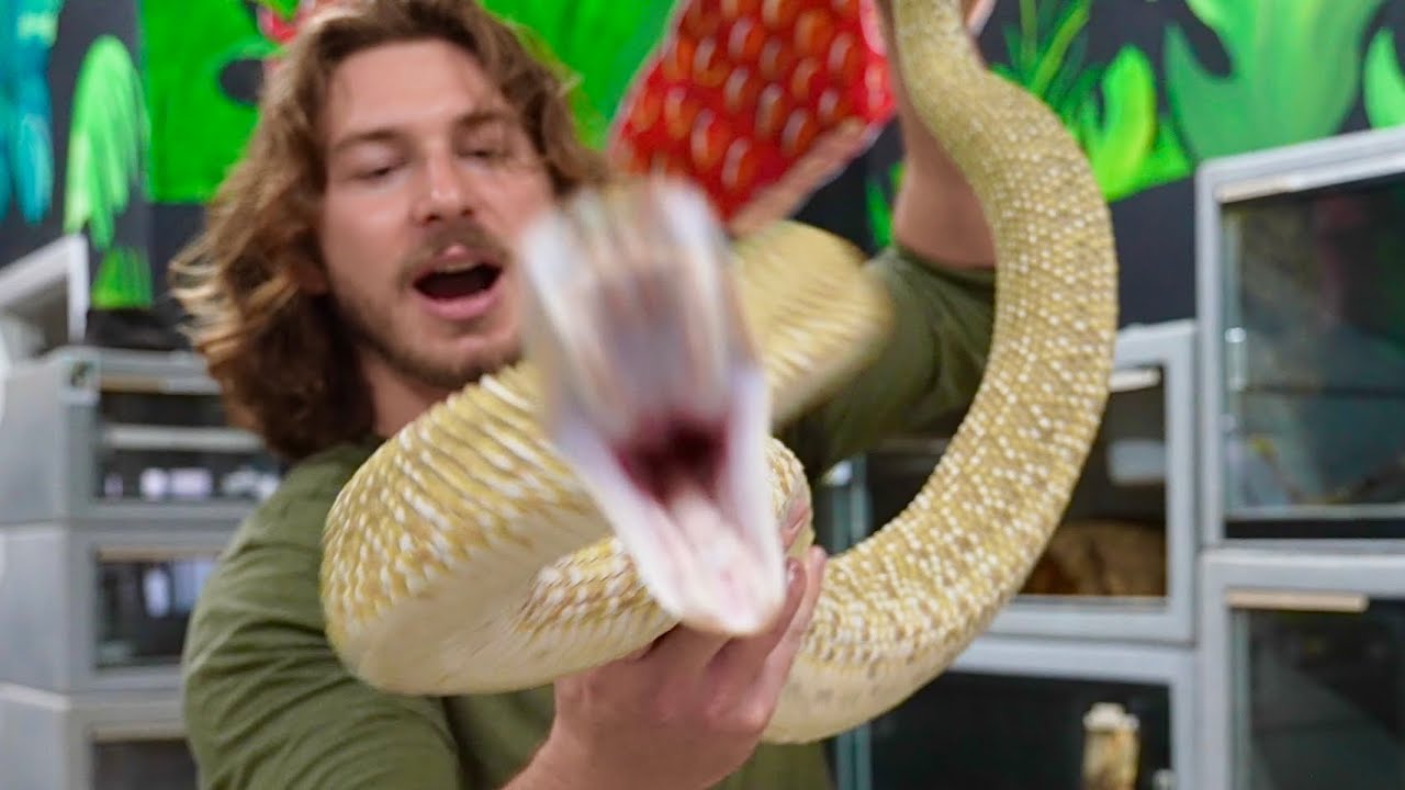 Big cranky rattlesnake!