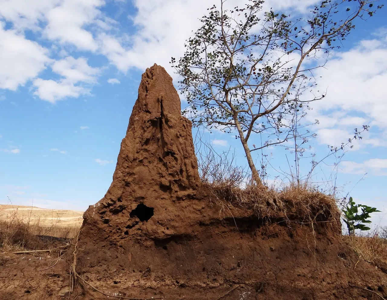 The termite terror: Why traditional treatments are failing in 2026