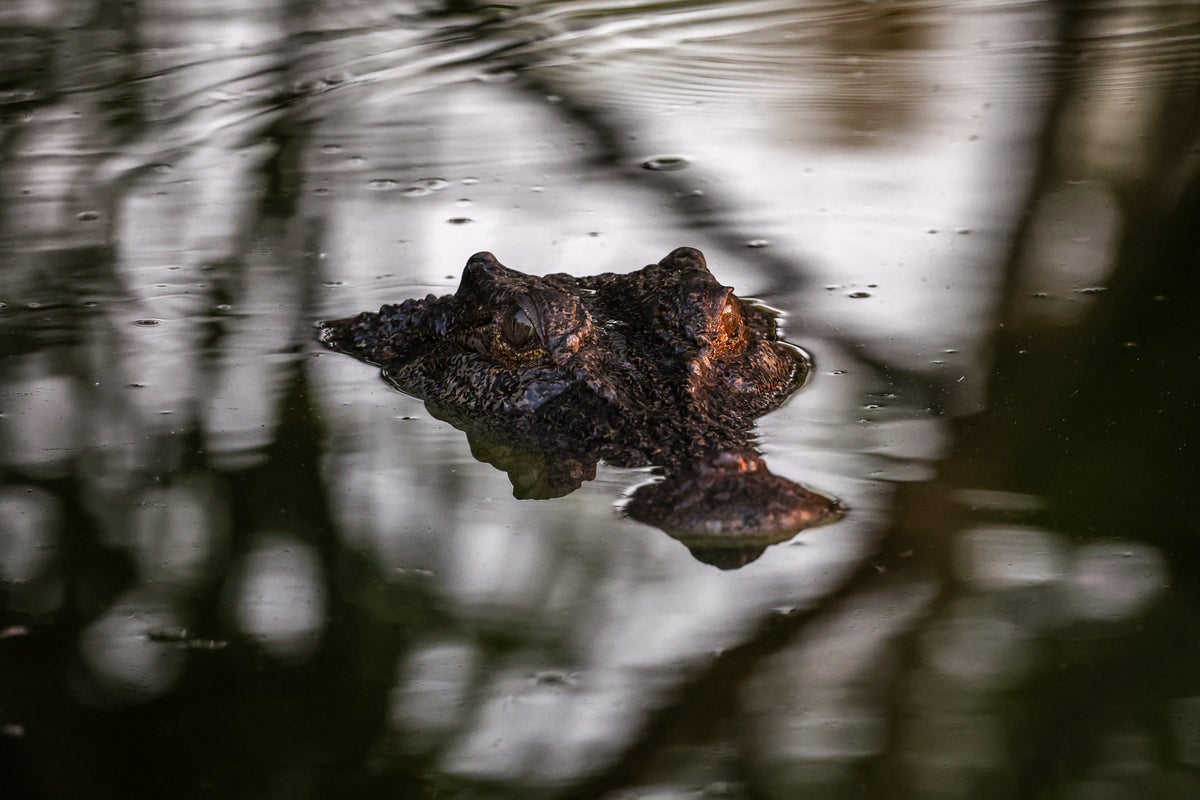 ‘Crocs absolutely everywhere’ in Northern Australia after heavy floods