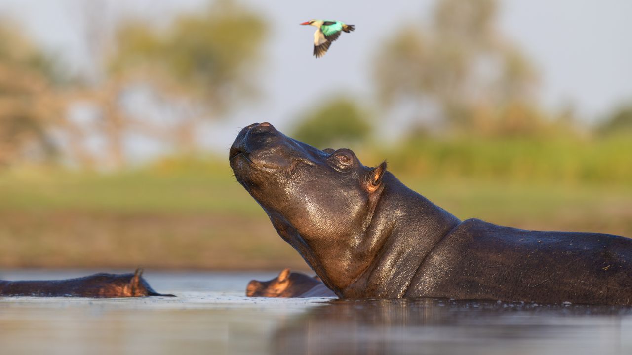 Why aren't mammals as colorful as reptiles, birds or fish?
