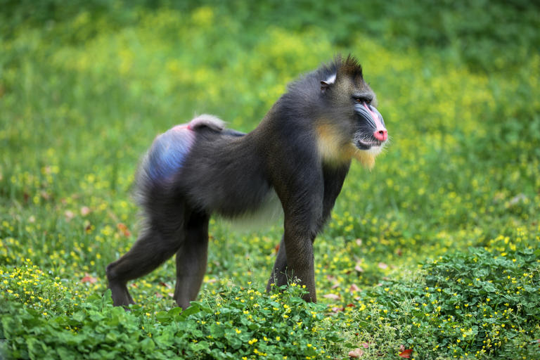 Why aren't mammals as colorful as reptiles, birds or fish?