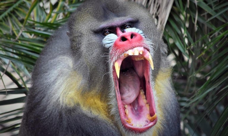 The 5 deadliest monkeys you hope to never meet