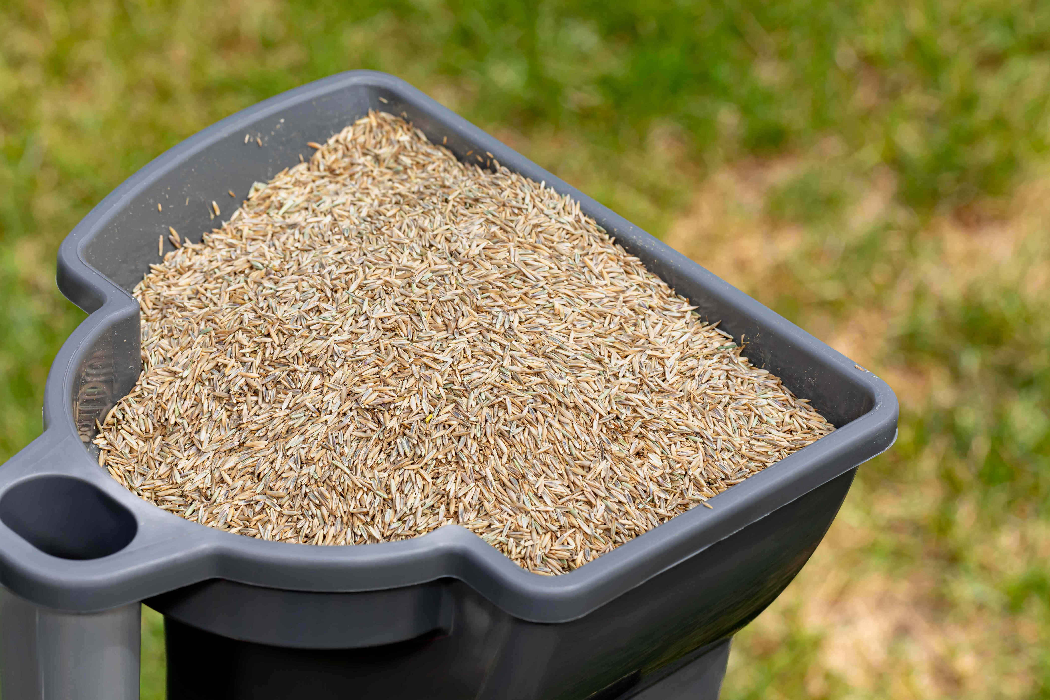 Can you overseed your lawn in the spring?