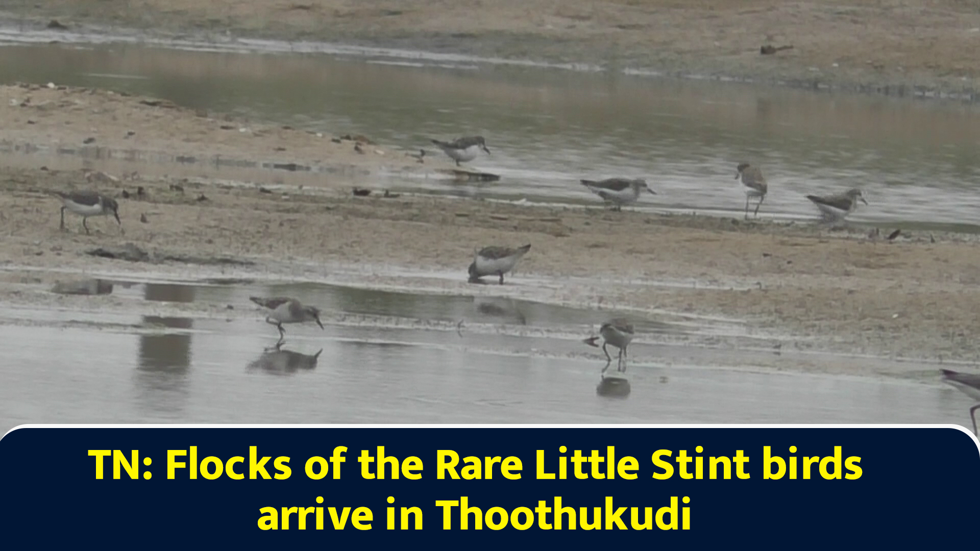 TN: Flocks of the rare little stint birds arrive in Thoothukudi