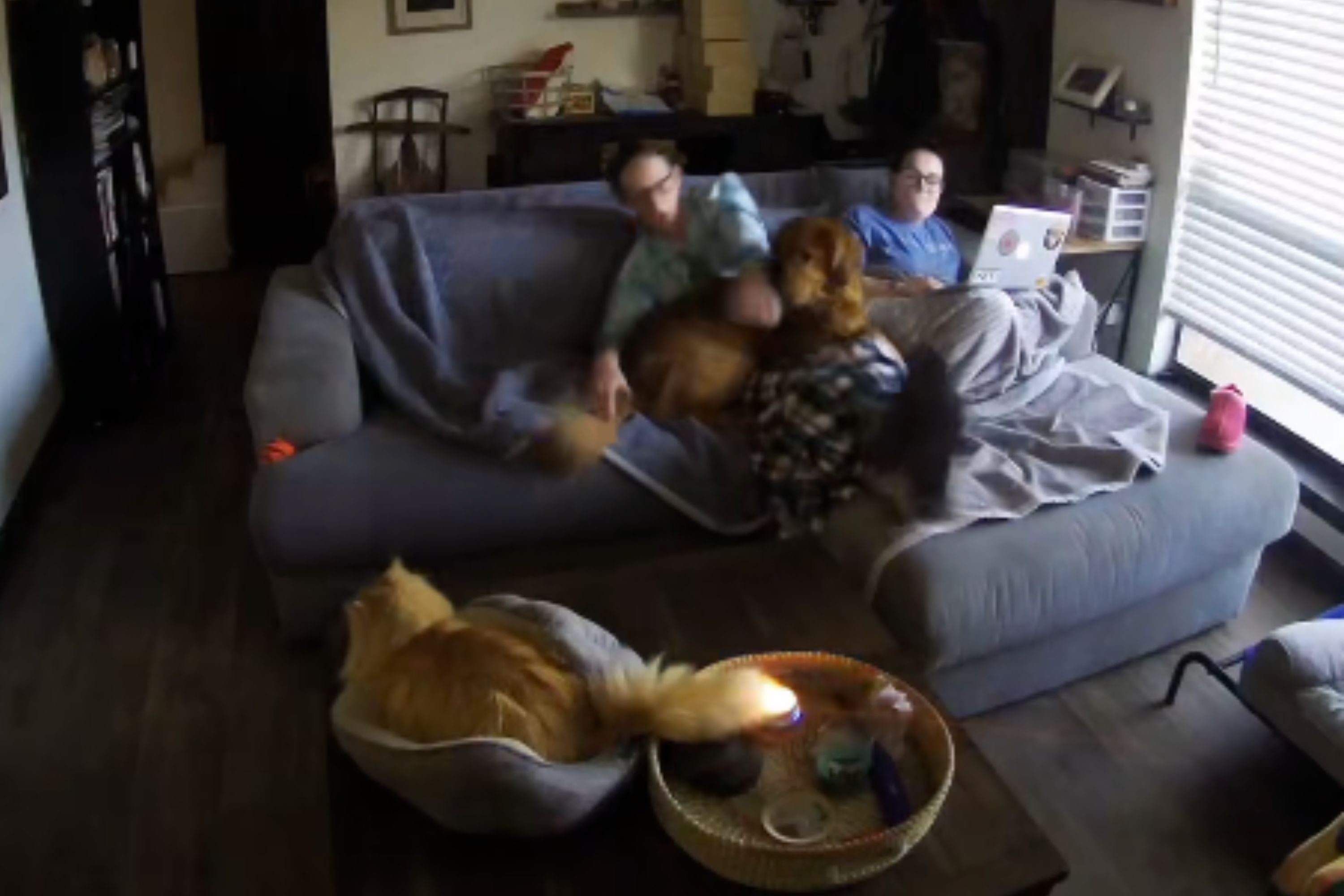 Moment orange cat casually sets herself on fire caught on security cam