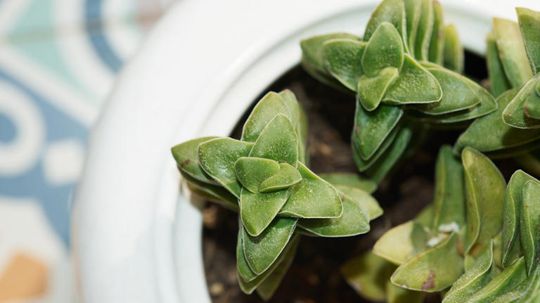 12 beautiful trailing string of plants to decorate your home