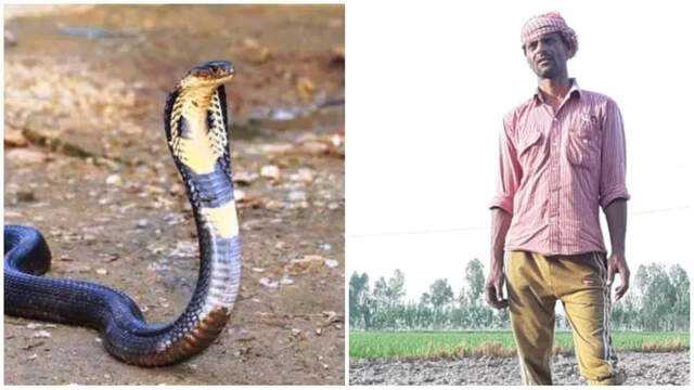A farmer's unusual battle with a snake in Uttar Pradesh
