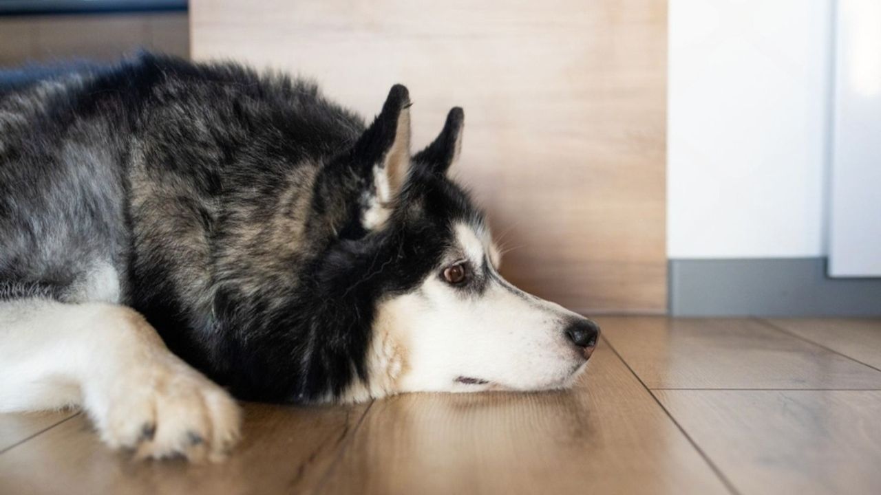 Photo inspiration: Gallery Detail: Why Dogs Stare At Walls Or Seem Out Of It