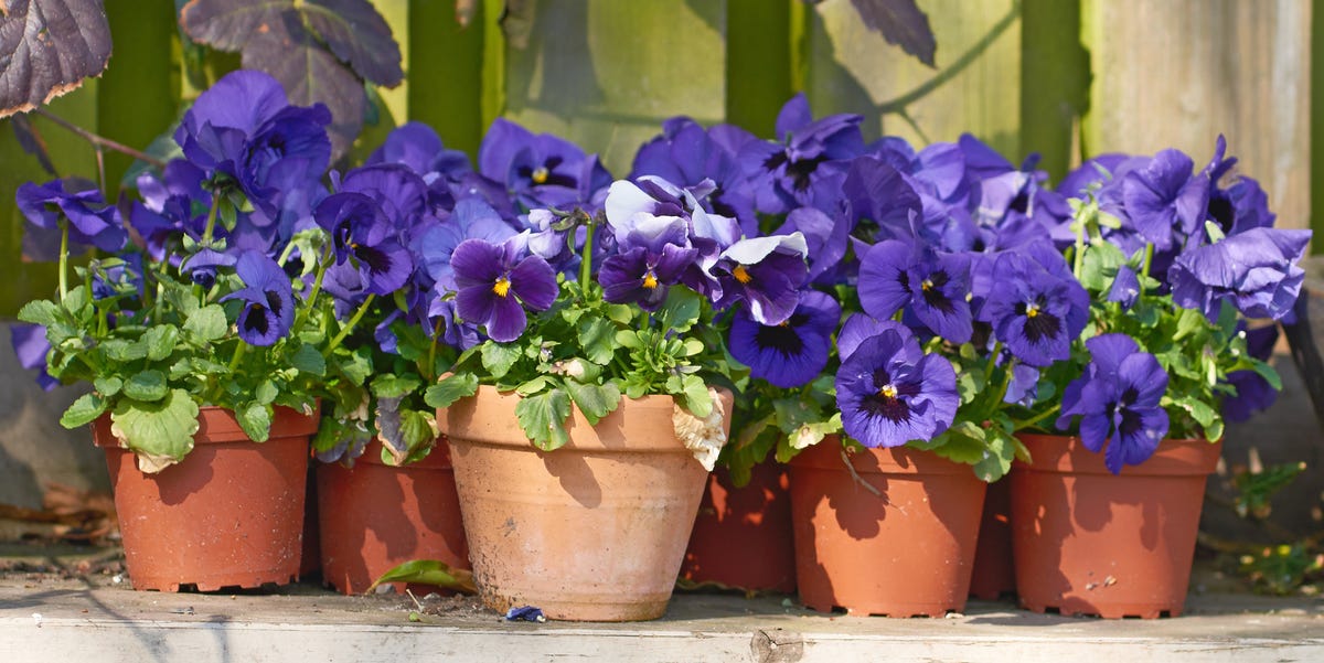 These are the flowers I’m planting now for early spring color