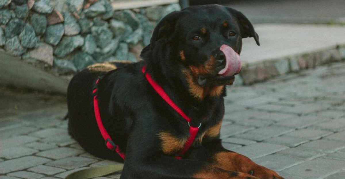 16 dog breeds that suddenly become extremely alert when something feels off