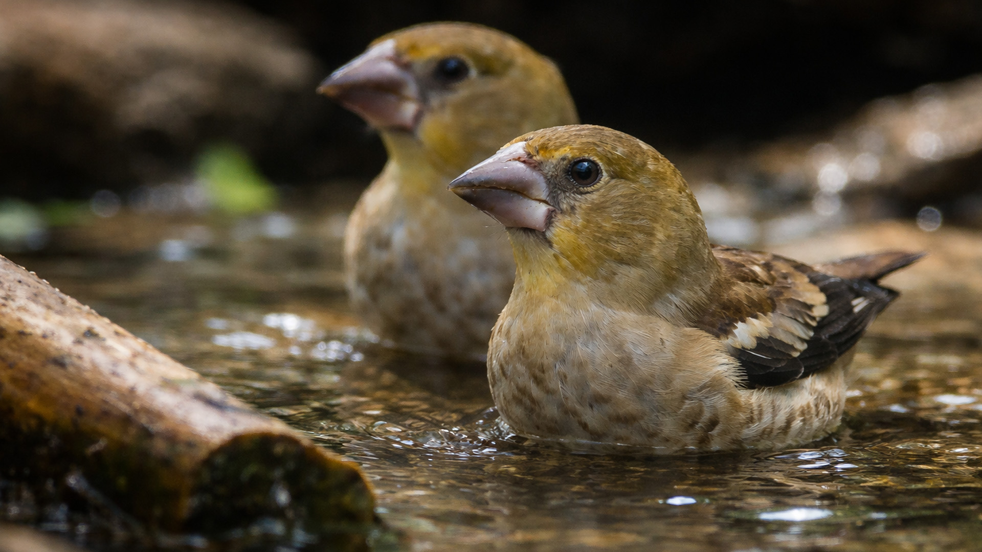 Bird activity along the river captured by a hidden camera