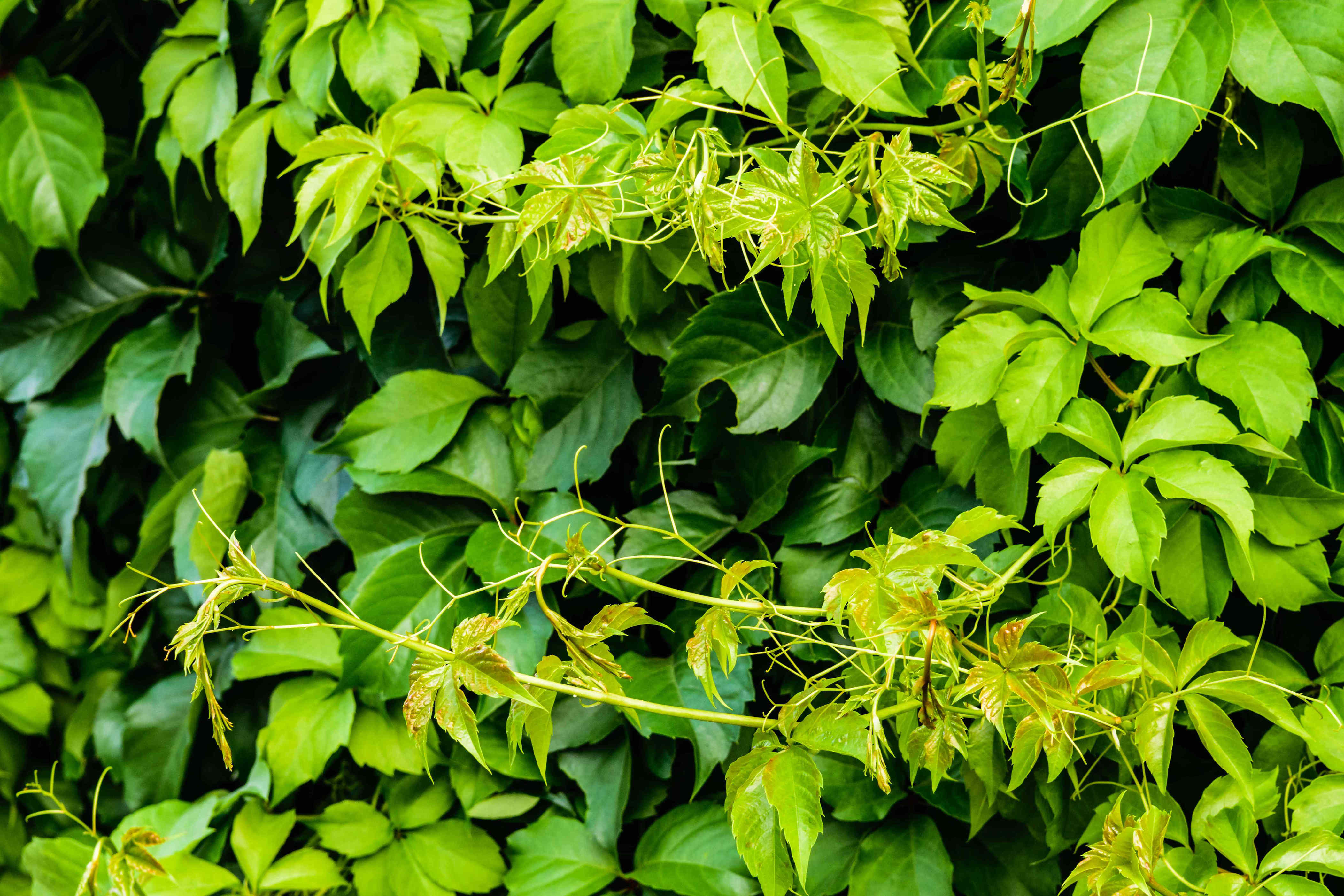 How to remove invasive plants growing through your shrubs, according to ...