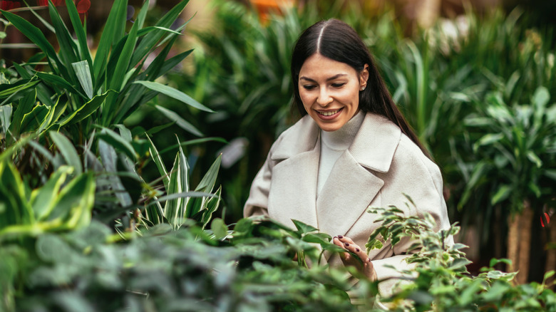 The compact plant with heart-shaped foliage you can grow in a pot