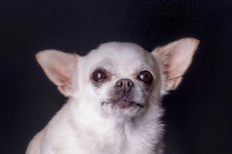 UK could ban 67 dog breeds under new welfare rules - full list included