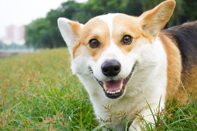 UK could ban 67 dog breeds under new welfare rules - full list included