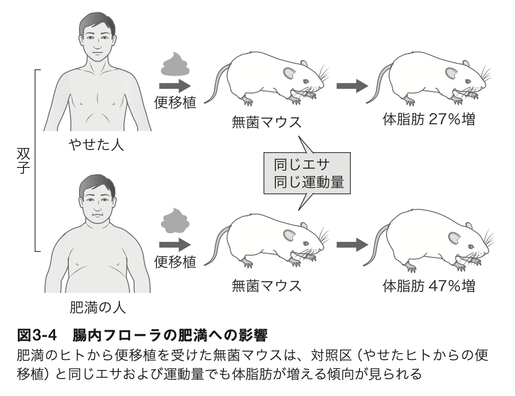 多くの人が知らない、同じ食事でも「太る人」と「痩せる人」の差…一卵性双生児でさえ「違い」が生じる理由
