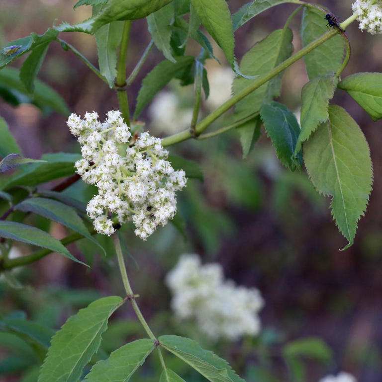 8 fast-growing fruit trees that are worth planting