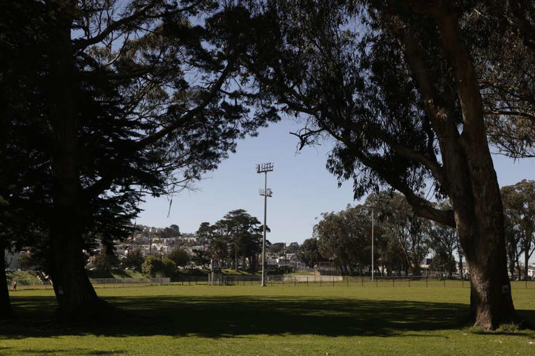 Nature lovers unite to save trees and sod fields in SF park: 'This is ...