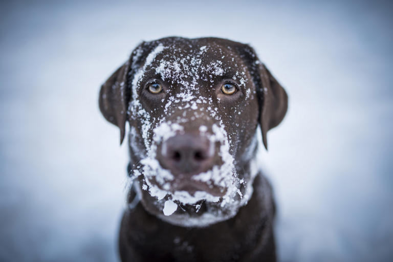 Chocolate Labrador making snow angels is the cutest 'land seal'