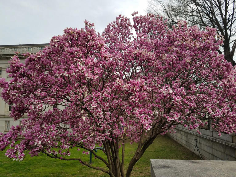 12 small trees that won’t overwhelm your yard