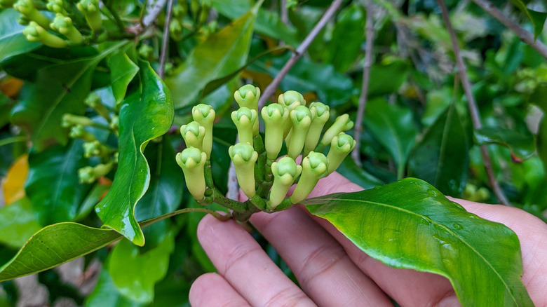 How to grow a clove tree indoors for a fragrant & flavorful harvest
