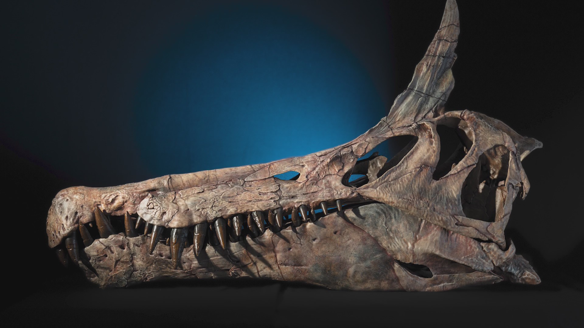 Weekend break: Astonishing Spinosaurus put on display at Chicago ...