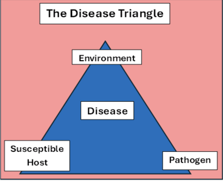 The disease triangle: Why plant diseases appear in your garden