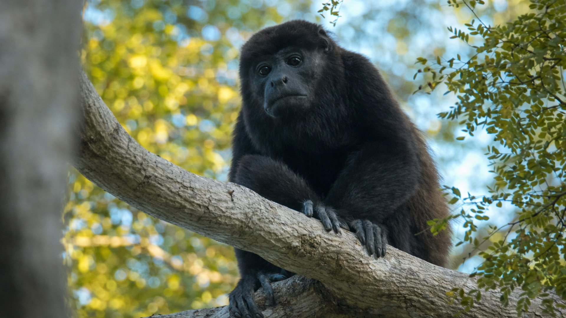 Life on the branch in the Amazon