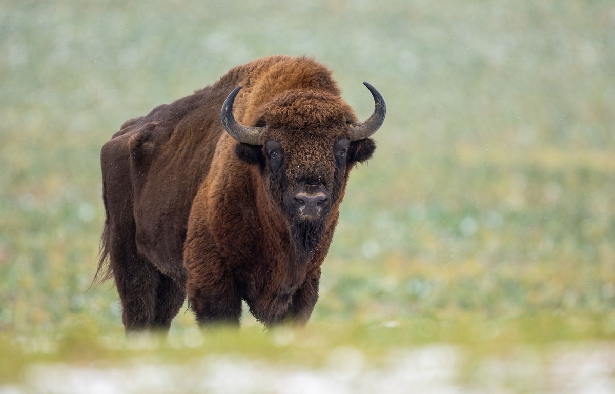 Bison d’Europe de l’extinction à la renaissance, l’un des plus grands — free download