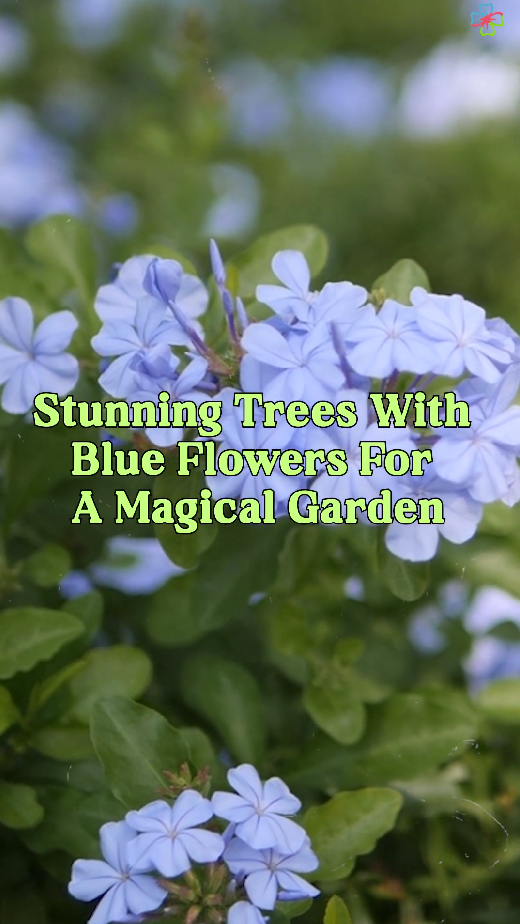 The most stunning blue flowering trees for a unique garden