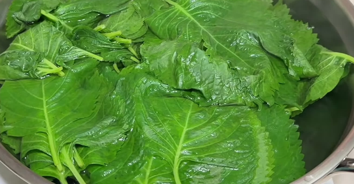 깻잎을 쏟아 이렇게 해보세요. 양념을 일일이 묻힐 필요 없어 너무 쉬워요