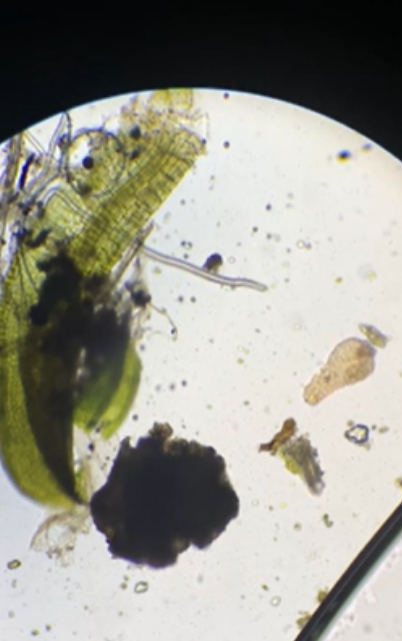 Microscopic mystery box, what’s inside?