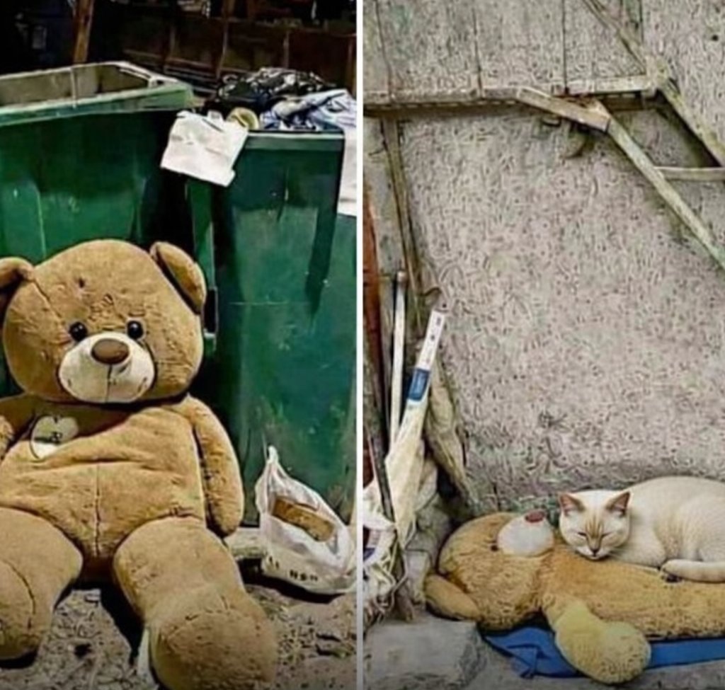 Il gatto randagio trova un orsetto nella spazzatura e lo abbraccia ...