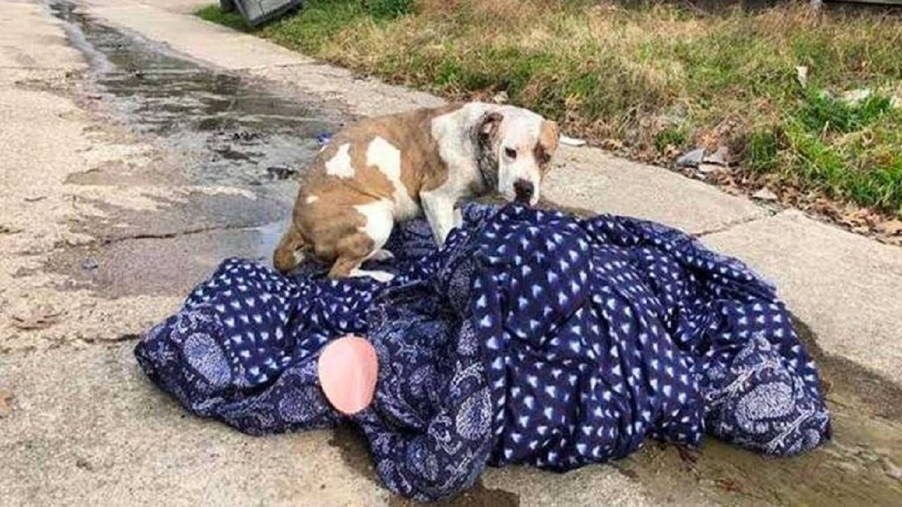 Family dog abandoned on the curb refused to leave her blanket