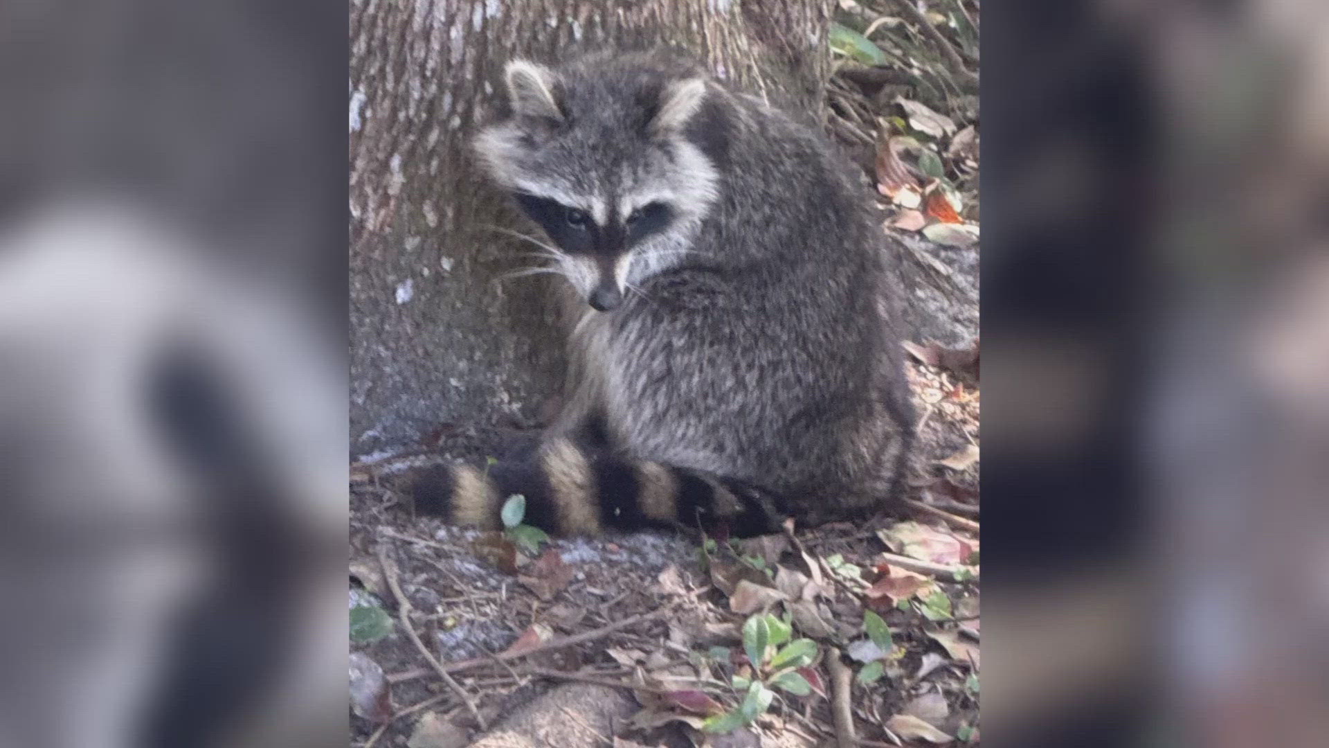 Distemper cases confirmed in Green Cove Springs raccoons: What to know