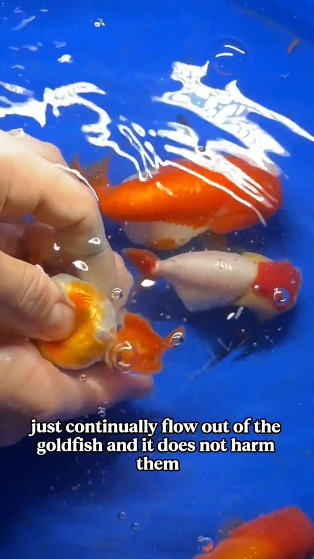 Does swirling a fish hurt it? The truth behind this fish care method