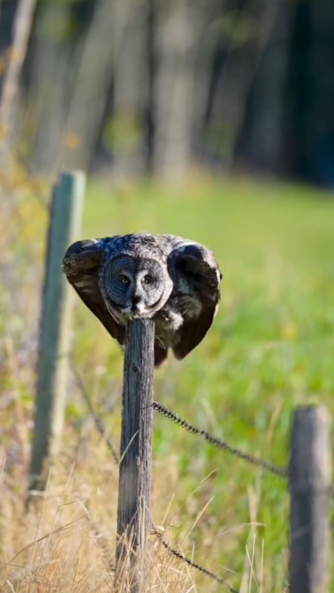 nature-giant-owl-that-hasn-t-been-seen-in-150-years-is-finally-spotted