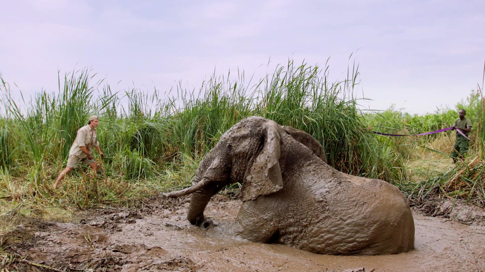 Jumbo problem as elephant gets stuck in mud