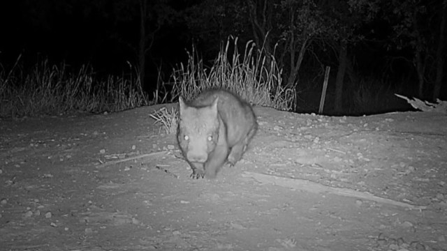 Wildlife camera catches rare footage of critically endangered animal: 