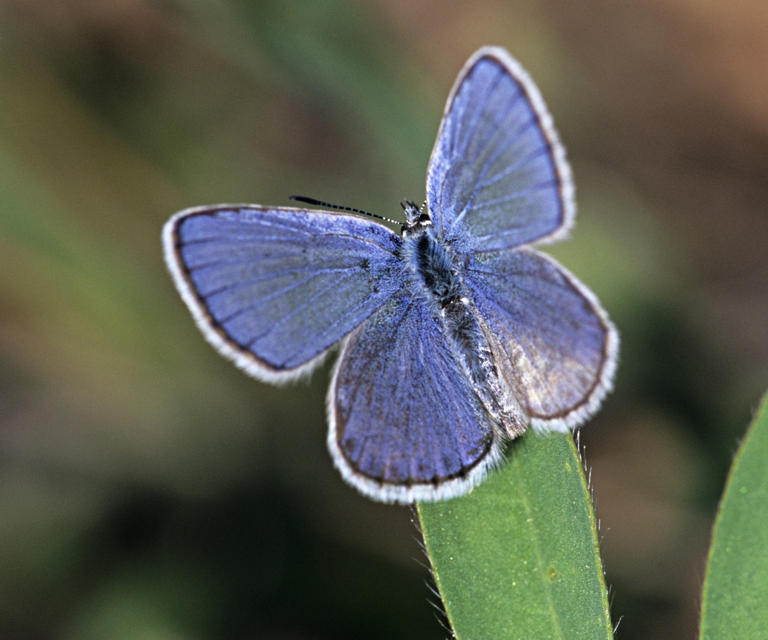 Discover your birth month butterfly – and how to attract all 12 ...