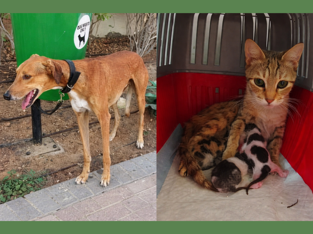 Israel-Iran war: Dogs tied, kittens left in boxes, heartbreaking crisis ...