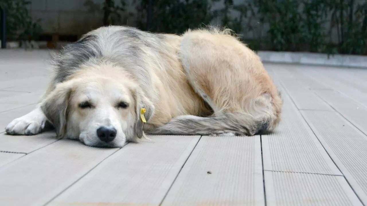 7 signs every dog owner should know that their pet is dying