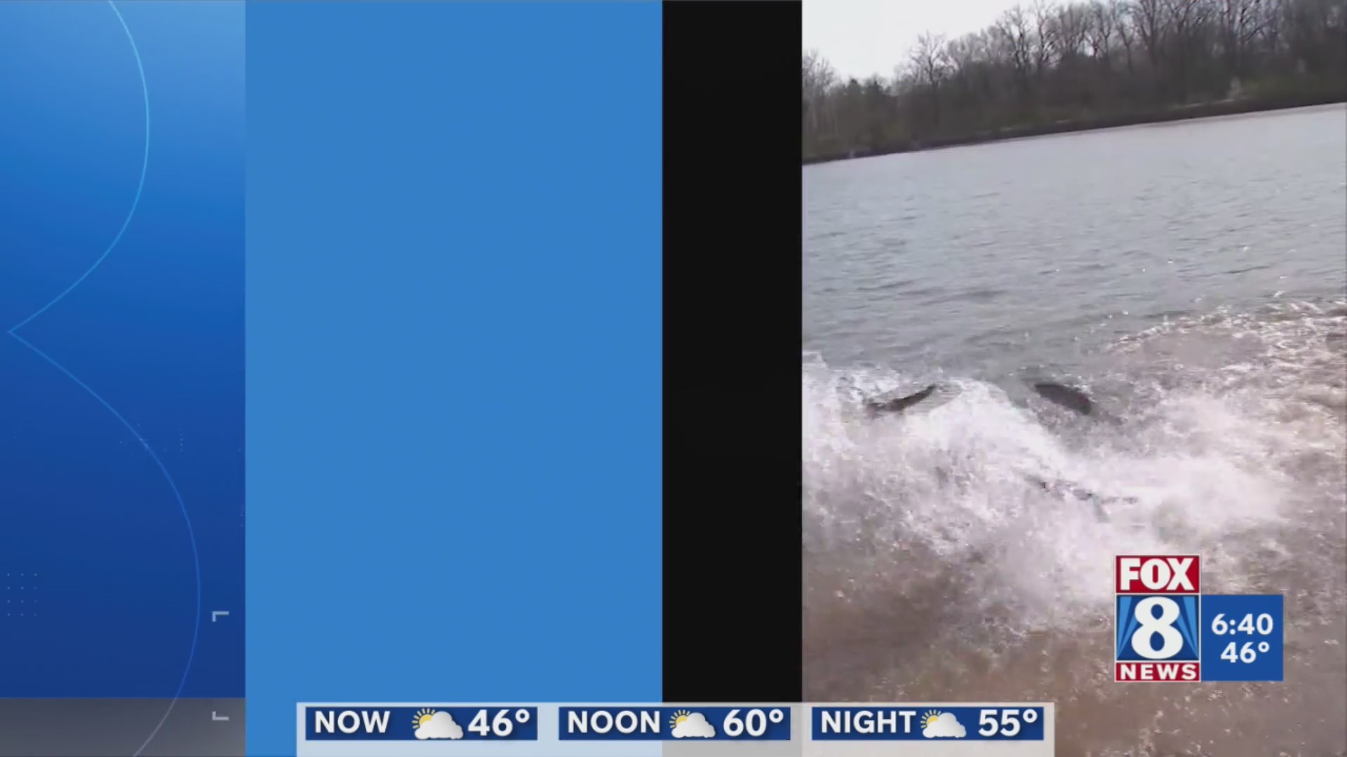 ODNR rainbow trout release