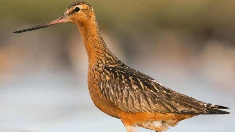Migratory bird breaks longest non-stop flight record: How a 'bar-tailed ...
