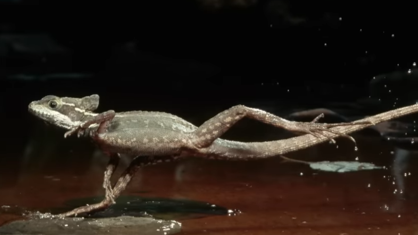Watch this lizard run on water like a tiny dragon