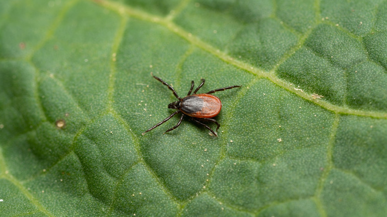 The 5 American states to visit with fewer ticks than the rest ...